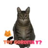 TOY GORDITA Y?