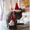 Navidad de Gatos😎 13