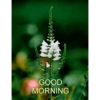 Good morning 14