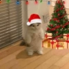 Navidad 🎄 8