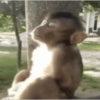 🐒✨️Chimpances Mood✨️🐒 30