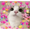 Kucing Bucin 12