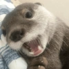 Animaizinhos 8