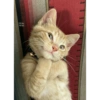 Memes Gatos - 1 9