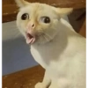 Cats random 26