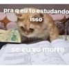 Gatitos 🐱 8