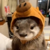 Animaizinhos 6