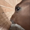 Side eyes animals 5