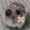 Hamster e non  13