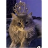 Pets fofos  9
