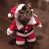 GATINHOS NATALINOS 🌲🎅🏼 12