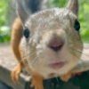 प्यारी गिलहरी प्रतिक्रियाएँ 🐿️ 21