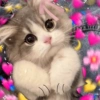 Kucing Bucin 15