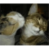 Kiss cat 8
