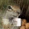 प्यारी गिलहरी प्रतिक्रियाएँ 🐿️ 14