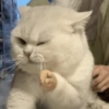 Meme Kucing Lucu 🐱 18
