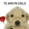 🌈✨️❤️Gatos&Perros❤️Mood🌈✨️ 8