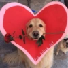 🌈✨️❤️Gatos&Perros❤️Mood🌈✨️ 4