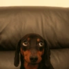 Perros salchicha 2.0 3