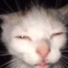 Meme kucing 18