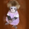 🐒✨️Chimpances Mood✨️🐒 29