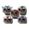 Hamster e non  16