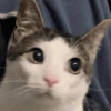 Momos Anime 13