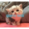 Gatitos 🐱 19