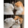 Kiss cat 18
