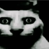 Meme kucing 14
