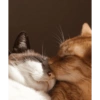 Kiss cat 16