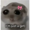 Hamster e non  5