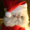GATINHOS NATALINOS 🌲🎅🏼 17