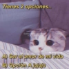 Tienes 2 opciones.. Gatitos para conquistar a tu CRUSH IG/ drugs2love A) Ser el amor de mi vida B) Opción A jajajs