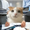 Meme Kucing Lucu 🐱 17