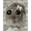 Hamster e non  23