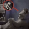 Reações + lobos 🐺 10