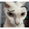 Michis 😺🥰🤭 9