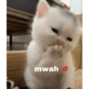 Kiss cat 11