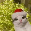 Navidad de Gatos😎 7
