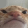 Gatitos Memes😺✨💕4 21
