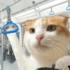 Meme Kucing Lucu 🐱 16