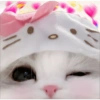 Kucing Bucin 6