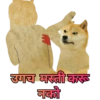 Cats and dogs funny 15