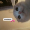 Meme Kucing Lucu 🐱 7