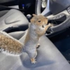 प्यारी गिलहरी प्रतिक्रियाएँ 🐿️ 17