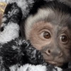 Macaquinho reagindo  15
