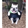 Pibble pal chat 🤣🐶 10