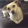 Más y Más Perritos 🐶🐾 5