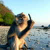 Macaco 7